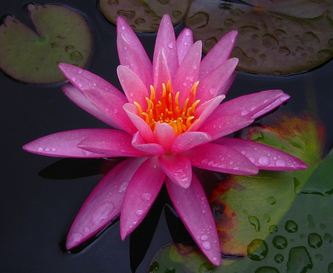 Und noch eine Nymphaea 'Rose Arey'