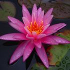 Und noch eine Nymphaea 'Rose Arey'