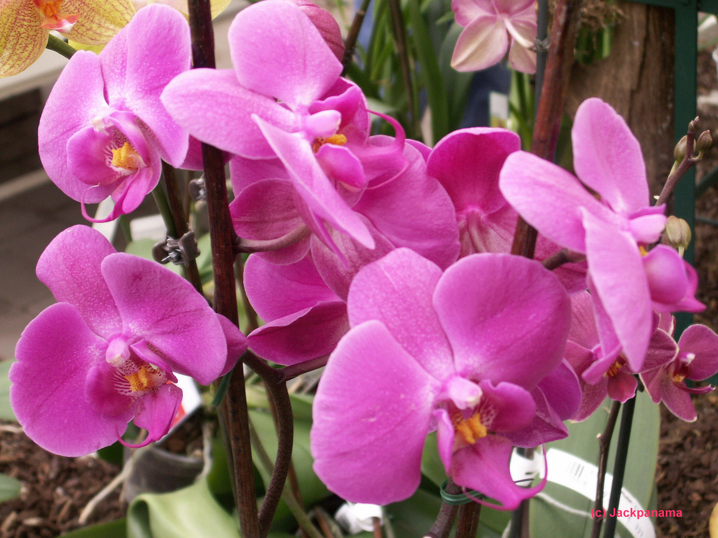 Und noch eine Orchidee