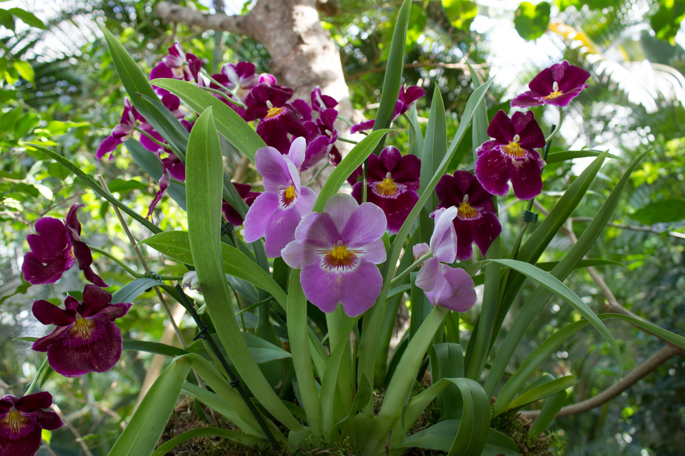 Und noch eine Orchidee aus der Biosphäre Potsdam