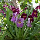 Und noch eine Orchidee aus der Biosphäre Potsdam