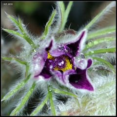 und noch eine Pulsatilla pratensis (Küchenschelle)