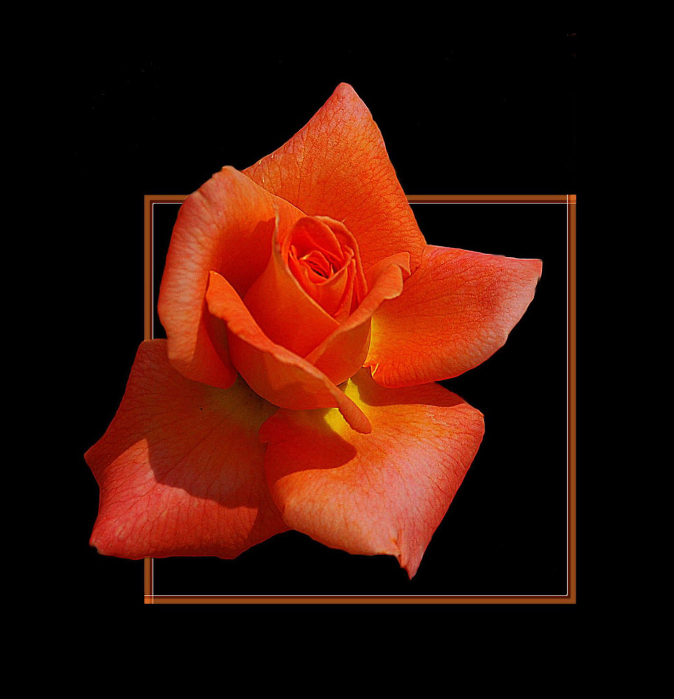 ... und noch eine Rose # ... y una rosa más