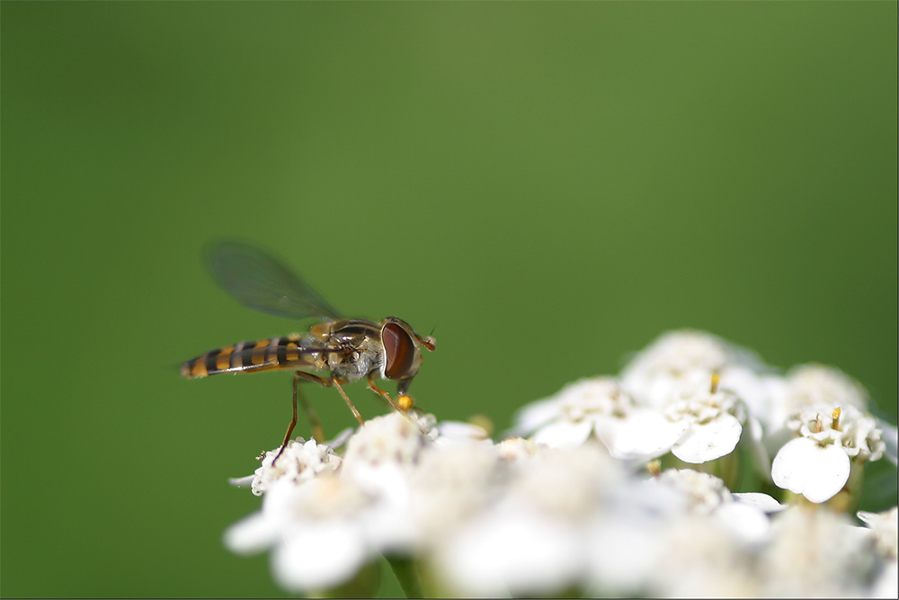 ...und noch eine S-Fliege