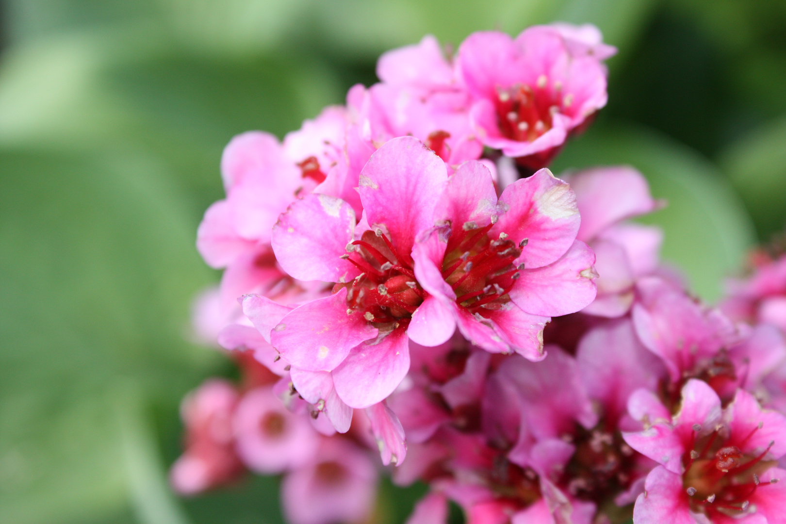 und noch eine schöne Blüte :)