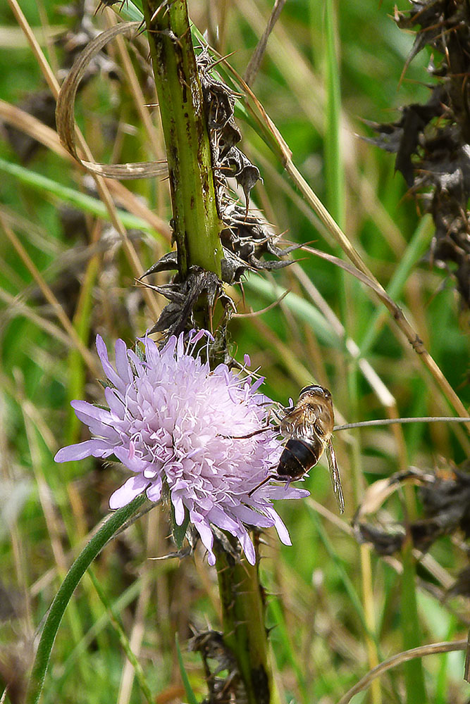 und noch eine Schwebfliege.............