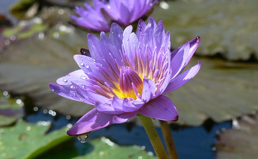 und noch eine Seerose...