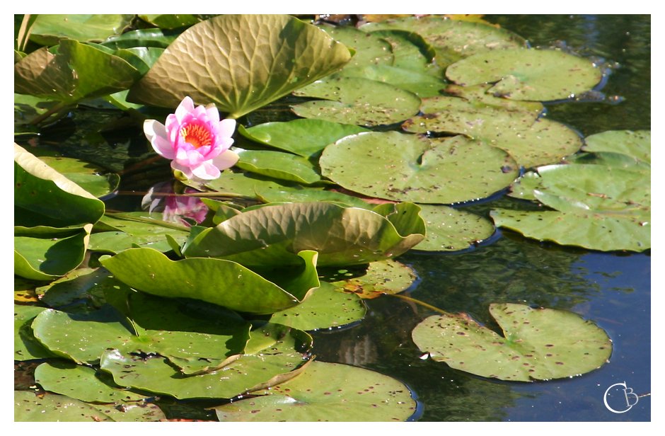 und noch eine Seerose