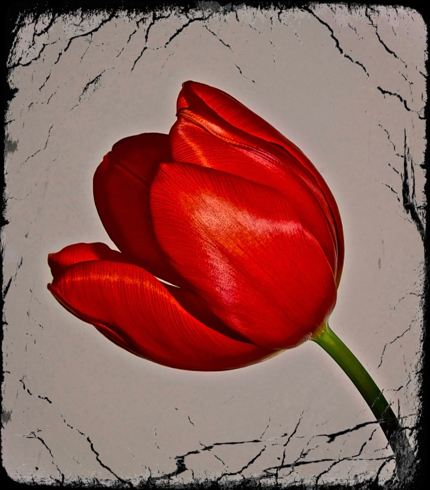 ... und noch eine Tulpe