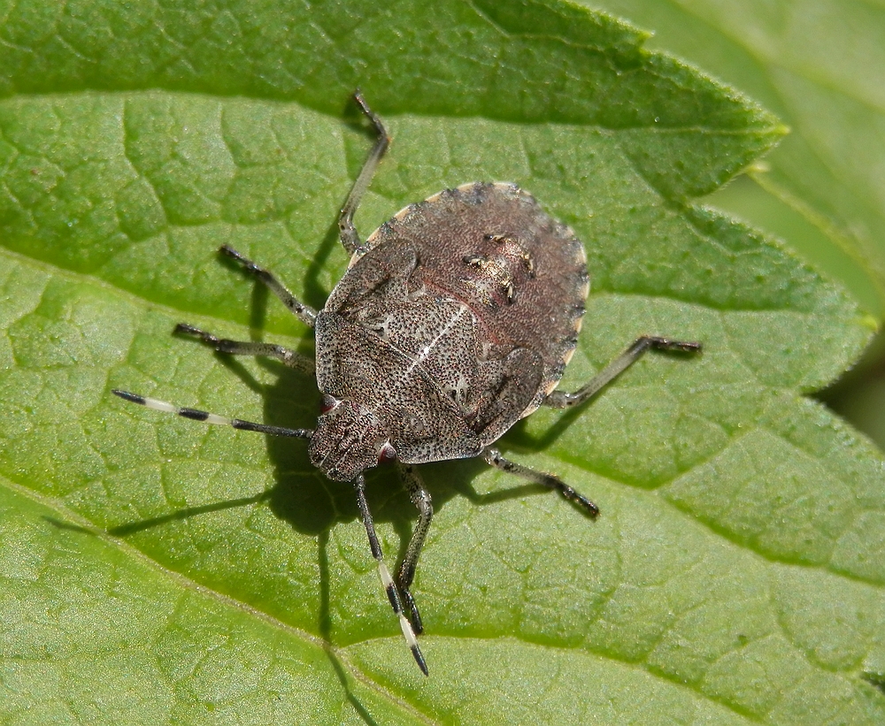 Und noch eine Wanze im Garten