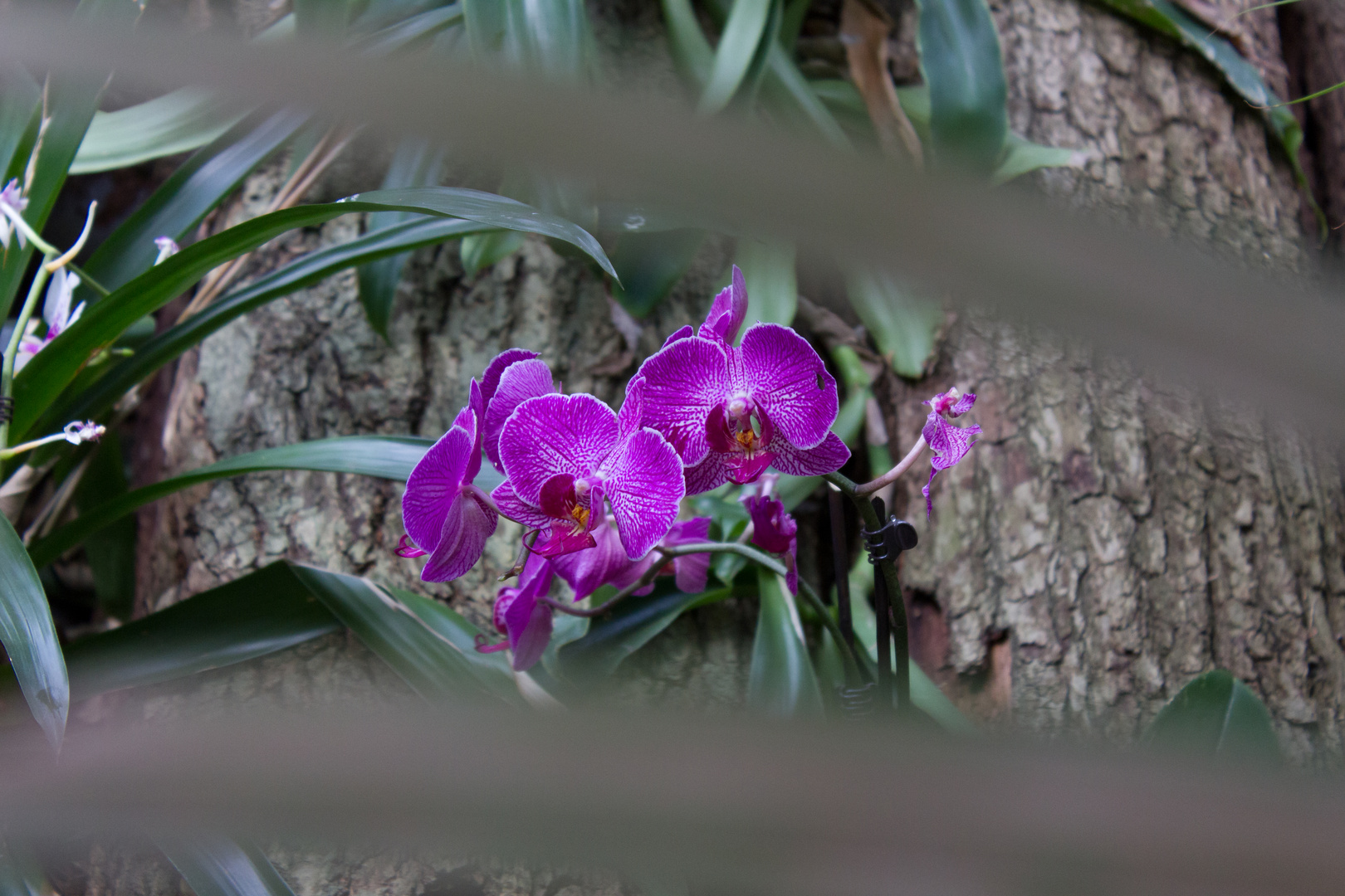 und noch eine weitere Orchidee aus der Biosphäre Potsdam