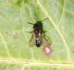 Und noch eine Wildbiene im Garten