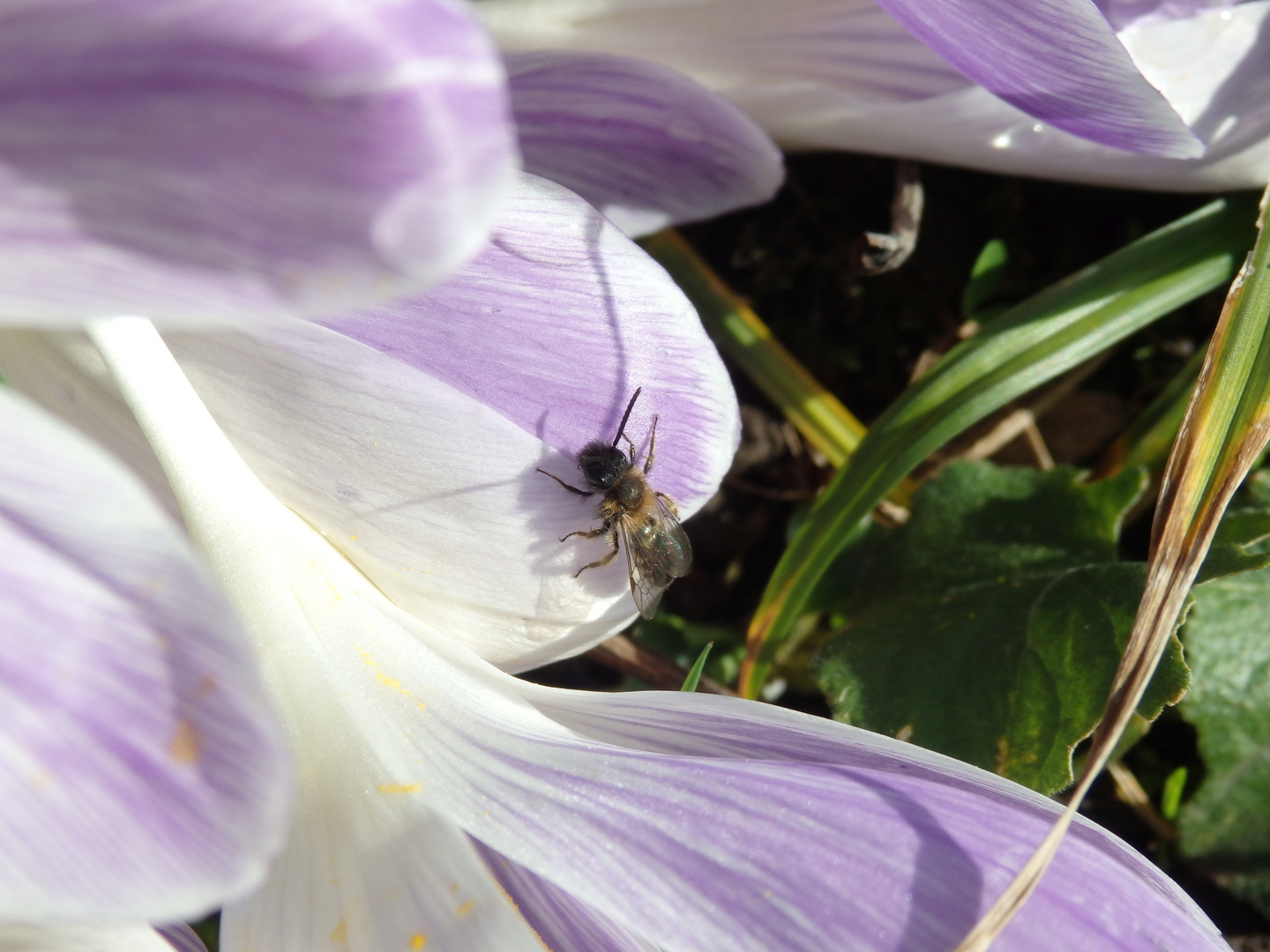 Und noch eine Wildbiene im Garten