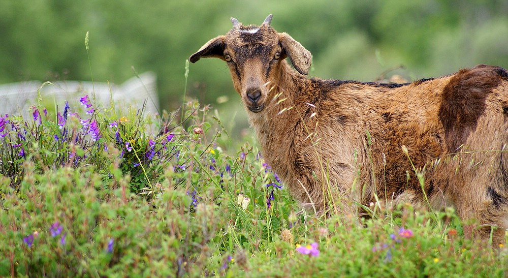 Und noch eine Wildziege!