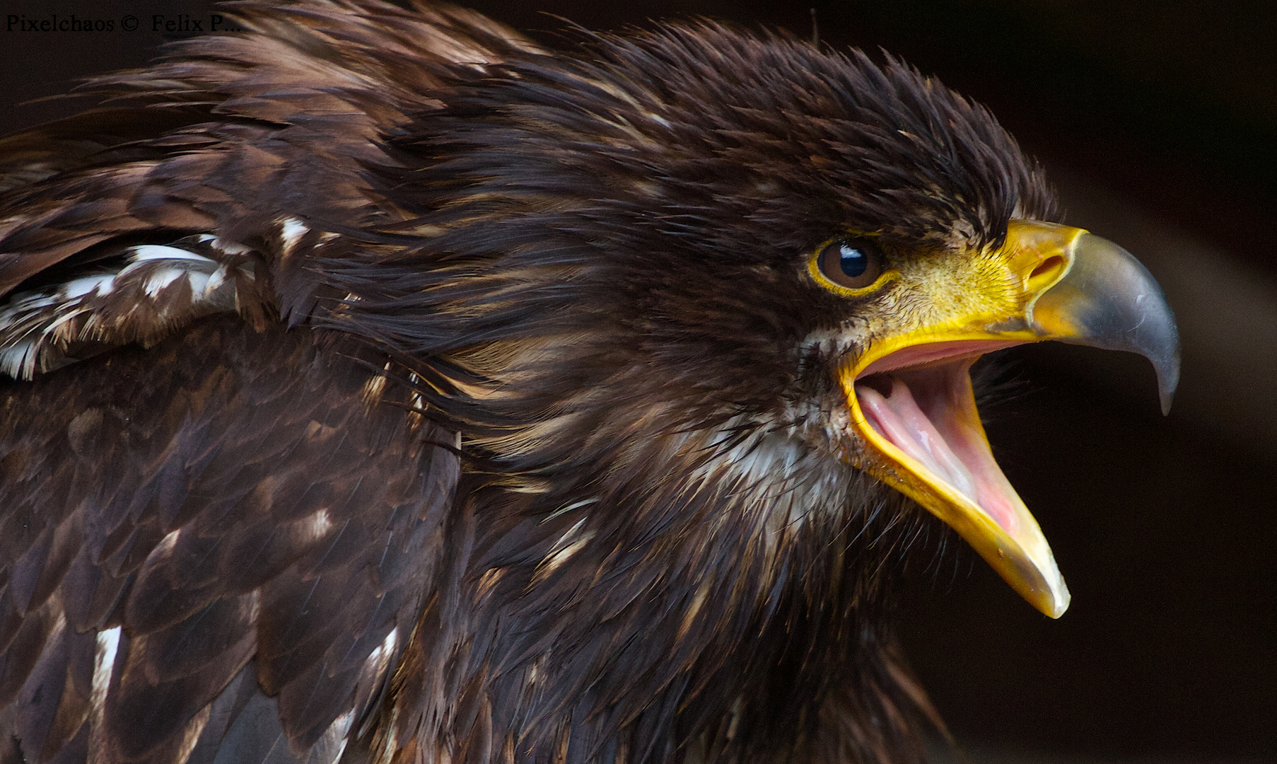 Und noch einer Foto &amp; Bild | tiere, zoo, wildpark &amp; falknerei, vögel