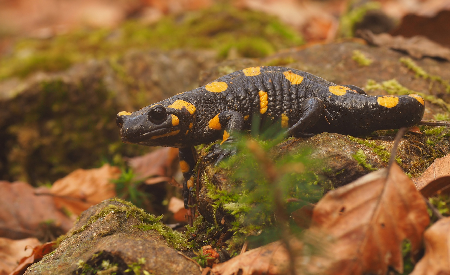 Und noch einer - Feuersalamander