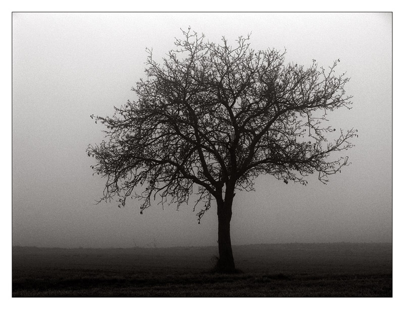 und noch einer im Nebel, oder Himmighofen im Nebel