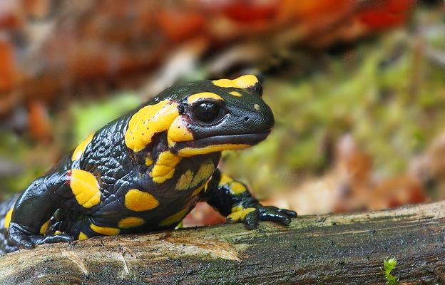 Und noch einer vom gestrigen Regentag