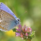 Und noch einer von den schönen Blauen!