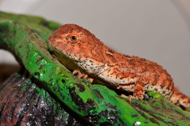 Und noch einer von der Truppe... Tympanocryptis Tetraporophora (austr. Taubagame)