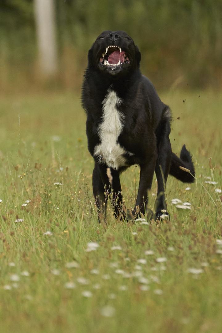 und noch einmal Abbie !