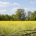 Und noch einmal das Rapsfeld