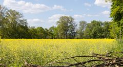 Und noch einmal das Rapsfeld