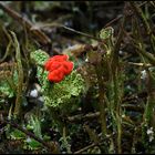 ...und noch einmal die schöne Cladonia!