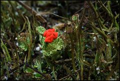 ...und noch einmal die schöne Cladonia!