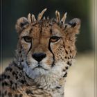 und noch einmal ein Gepard