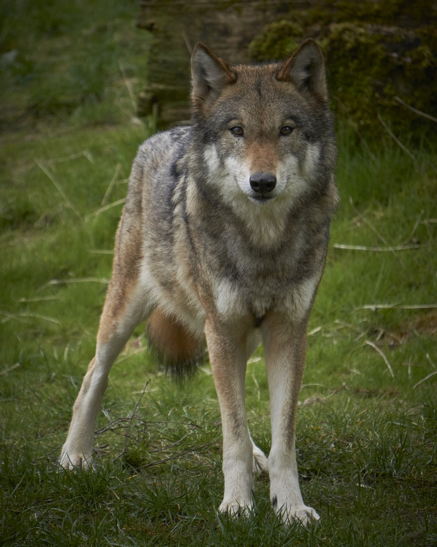 und noch einmal ein Wolf im Wildpark Eekholt!