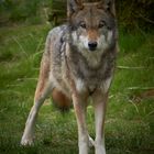 und noch einmal ein Wolf im Wildpark Eekholt!
