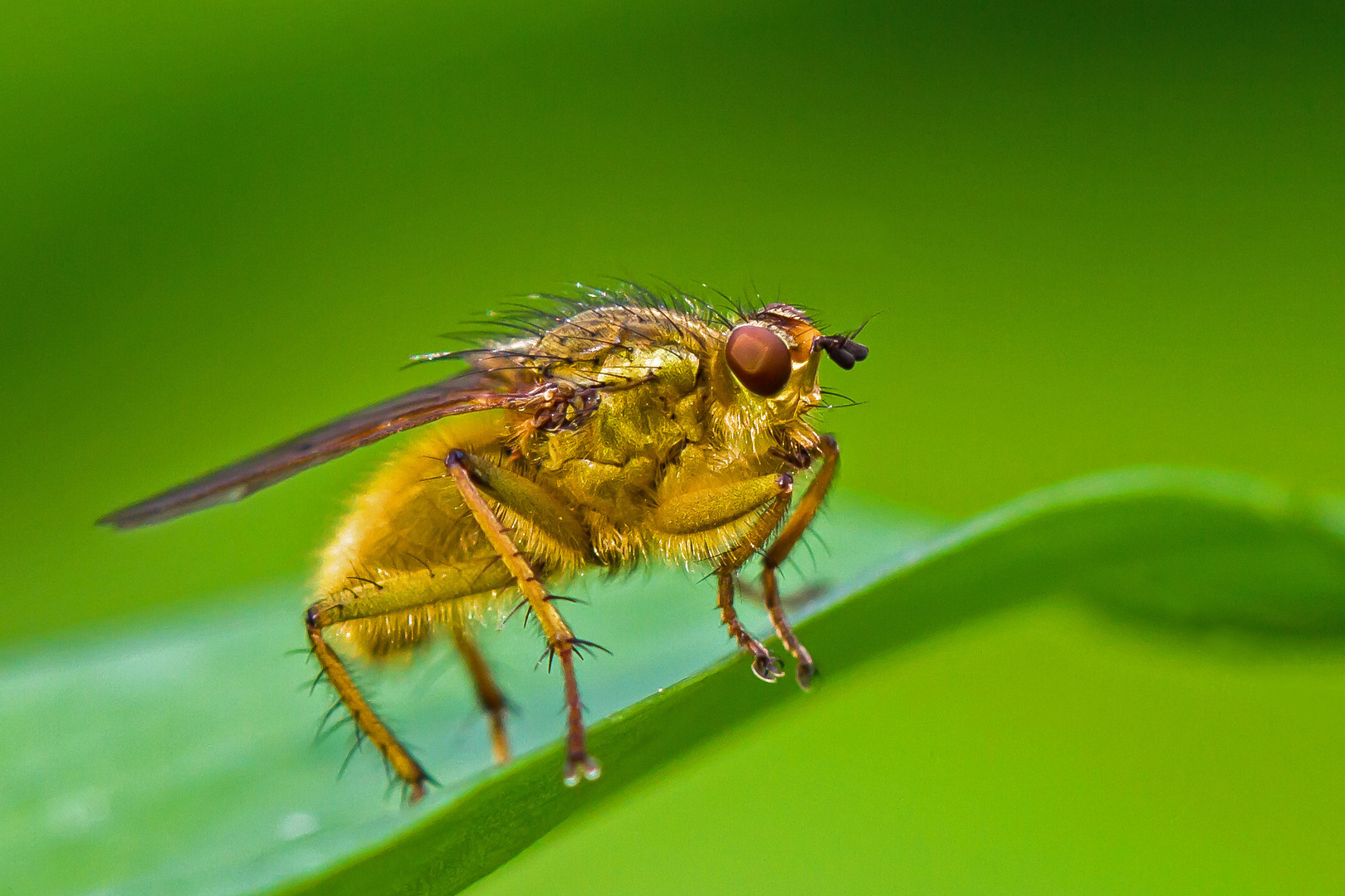 und noch einmal eine Fliege