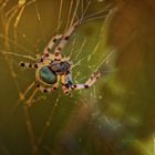 Und noch einmal: Faszinierend und farbenprächtig: Spinne Araneus quadratus 3