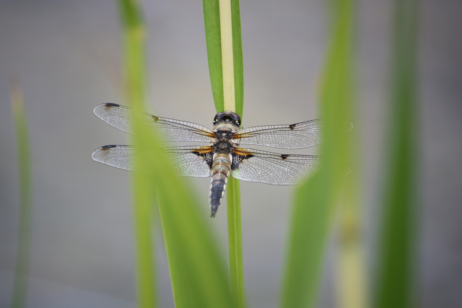 ....und noch einmal mal eine Libelle