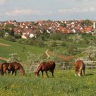 Und noch einmal Sicht von Altenriet aus nach Schlaitdorf