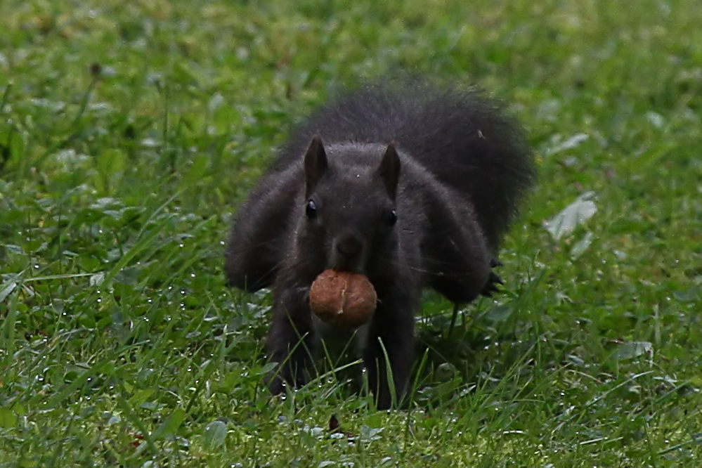 ... und noch ein's - Eichhörnchen im Lauf