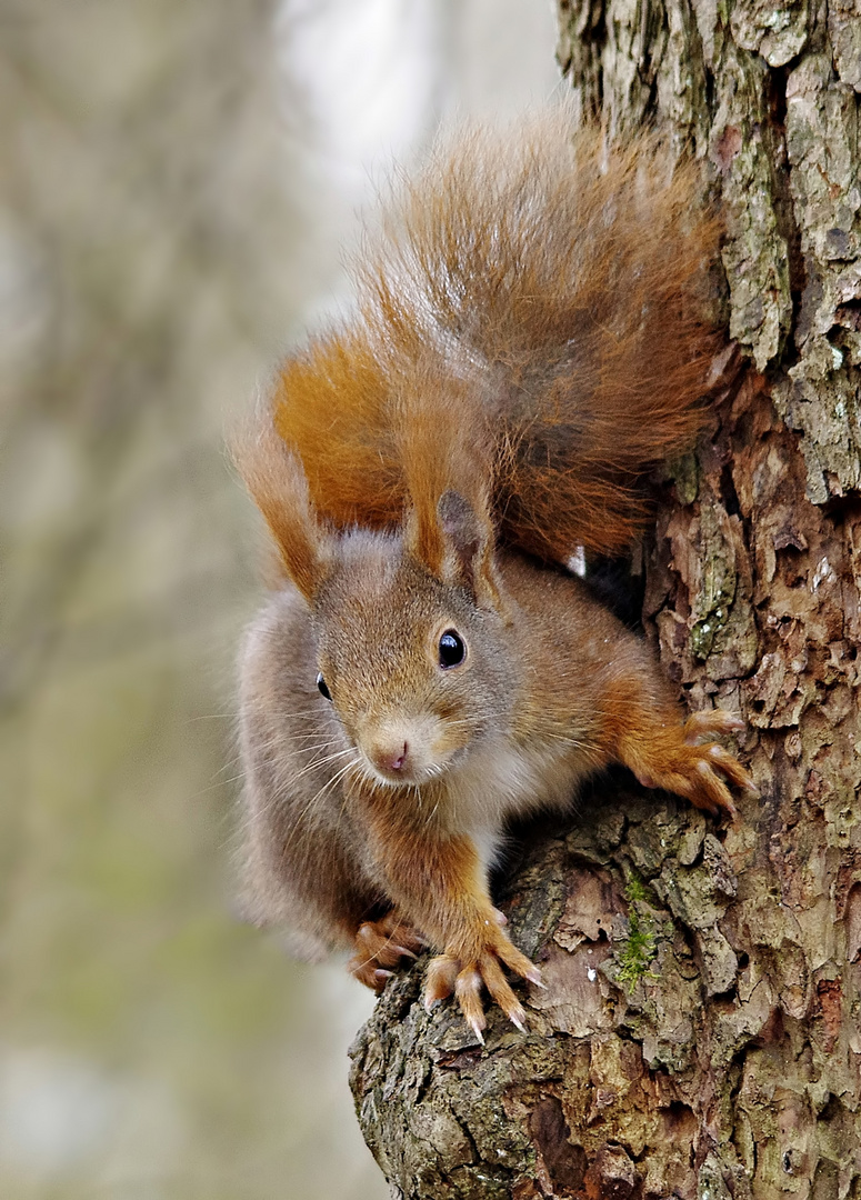 Und noch eins - ein Eichhörnchen am Baum