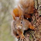 Und noch eins - ein Eichhörnchen am Baum