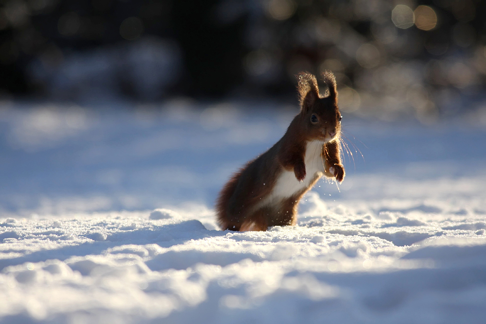 Und noch eins vom Schneehüpfer :O)