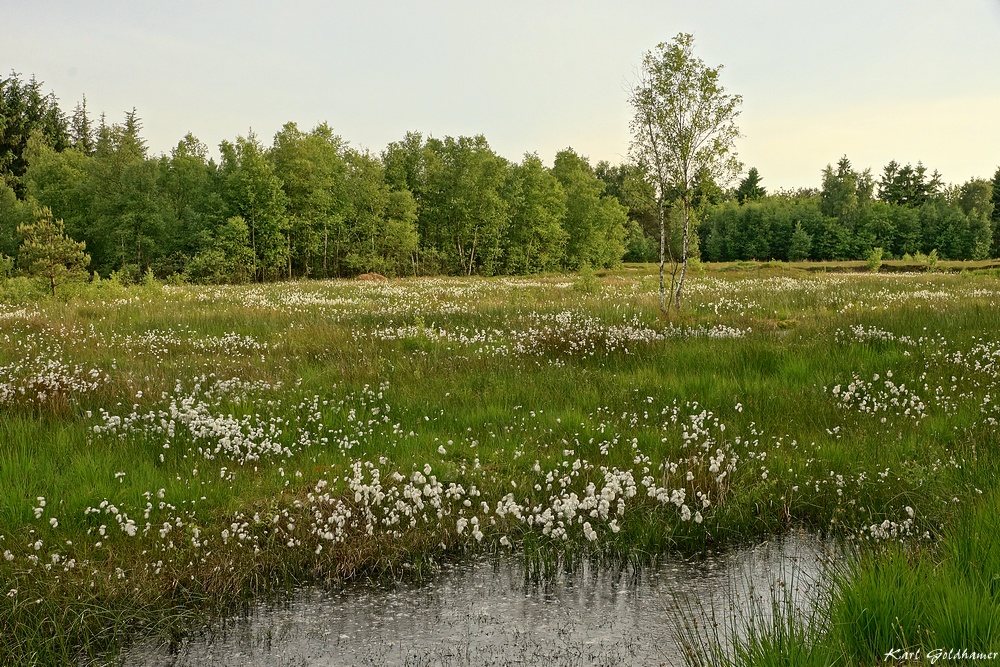 Und noch mal das Duvenstedter Moor