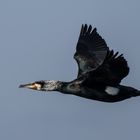 und noch mal ein Kormoran