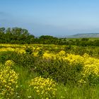 UND NOCH MAL FRÜHLINGSBLUMEN