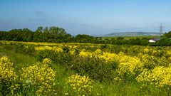 UND NOCH MAL FRÜHLINGSBLUMEN