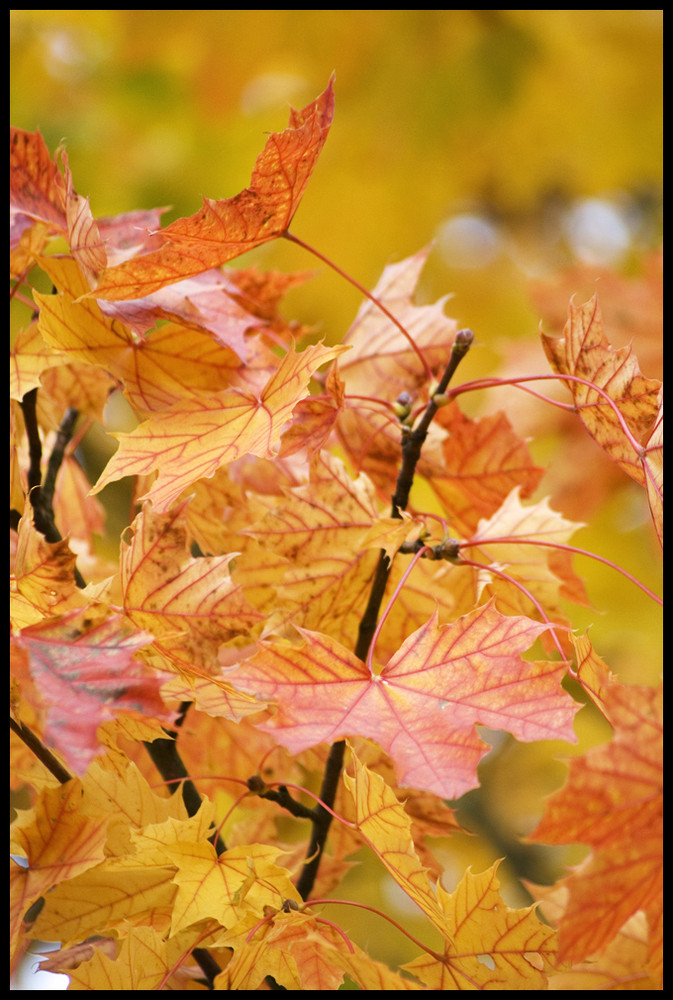 und noch mehr Blätter im Herbst