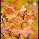 und noch mehr Blätter im Herbst