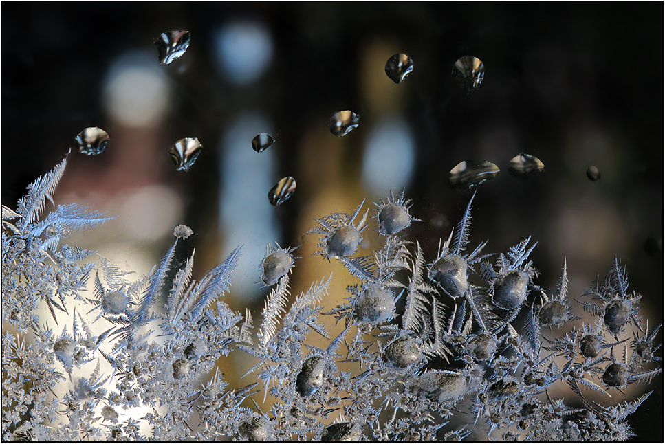 ... und noch mehr  Blumen aus meinem "Wintergarten" ...!