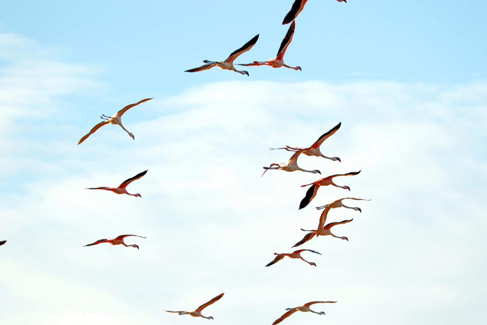 ...und noch mehr Flamingos....