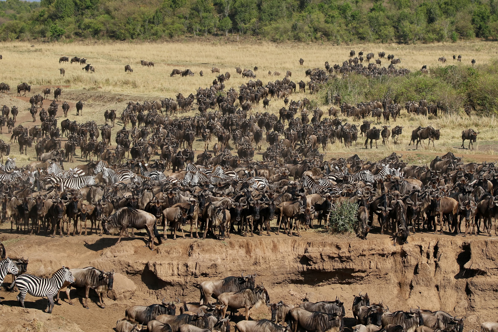 ....und noch mehr Gnus..(+Film)......