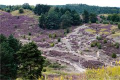 ....und noch mehr Heide!